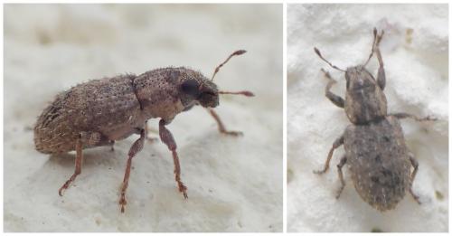 Réf. 244 272 : Sitona hispidulus